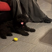 Lost Pet Image