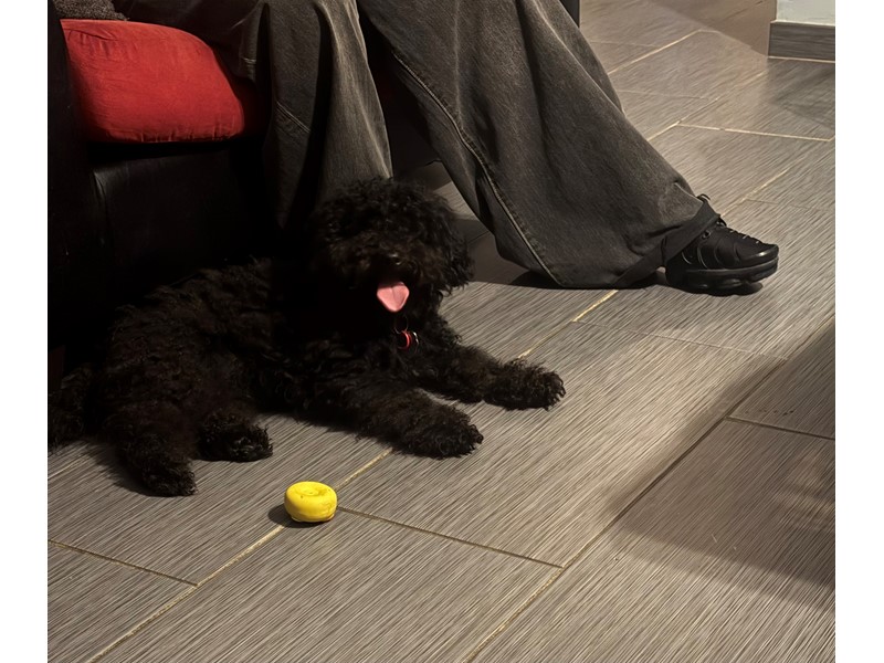 Pet Photo