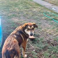 Lost Pet Image