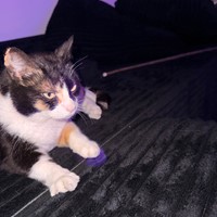 Lost Pet Image
