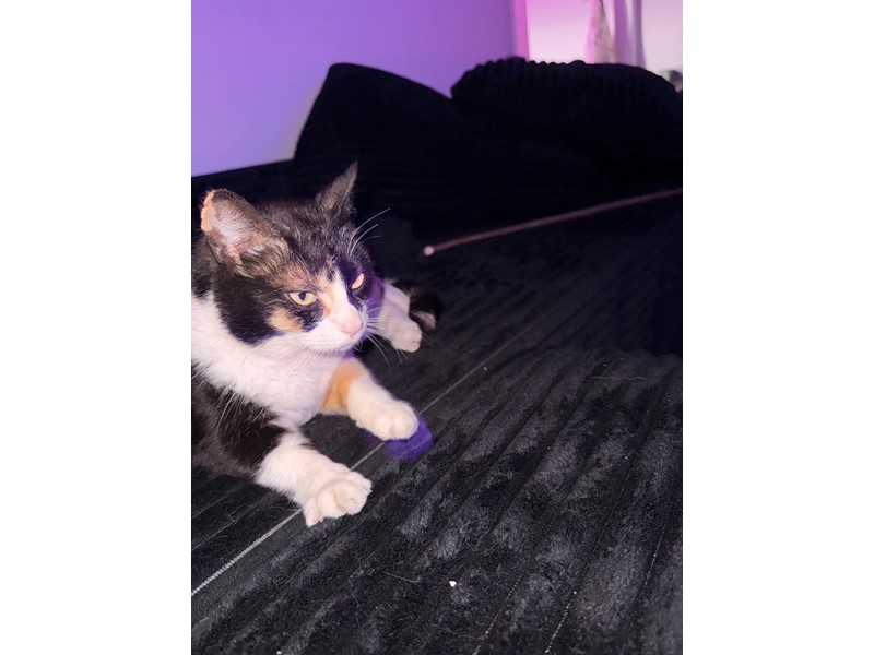 Pet Photo