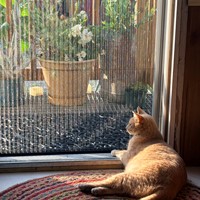 Lost Pet Image