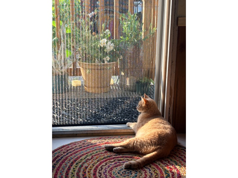 Pet Photo