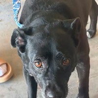 Lost Pet Image