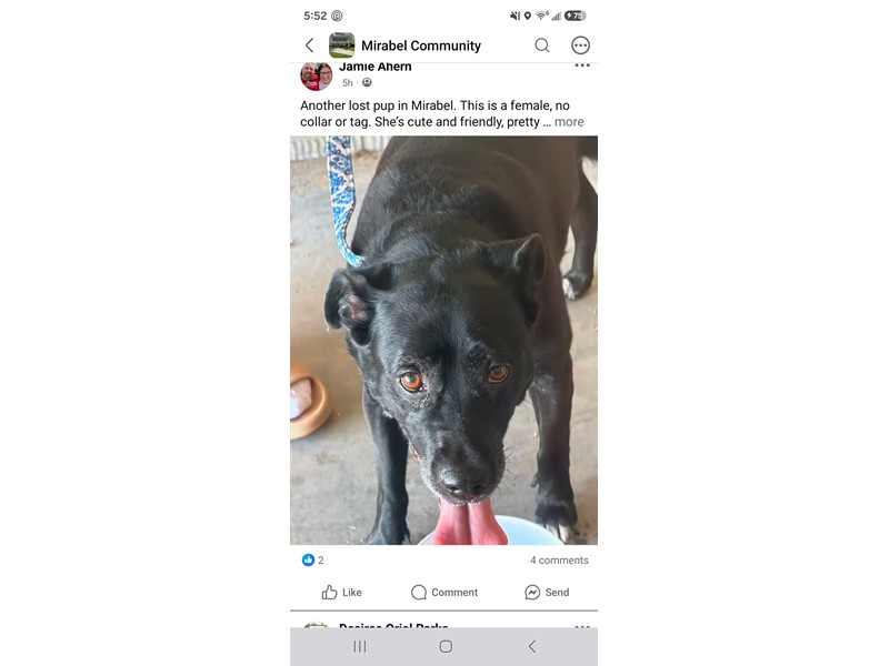 Pet Photo