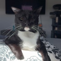 Lost Pet Image