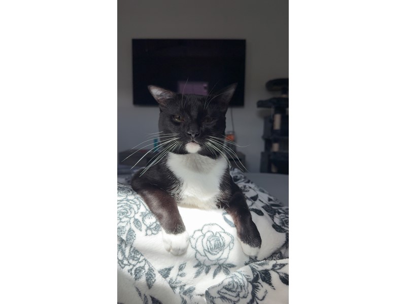 Pet Photo