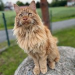 Meeko, Maine Coon, lost pet near Vail, AZ