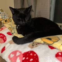 Lost Pet Image