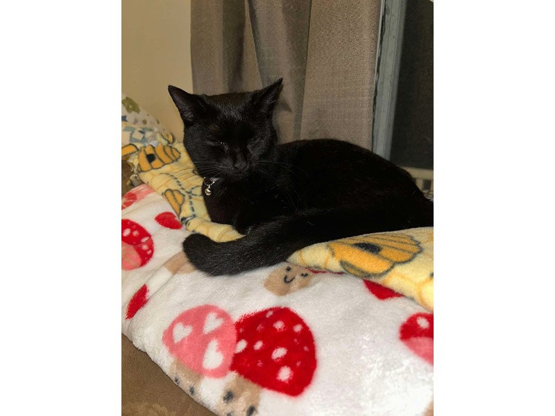 Pet Photo