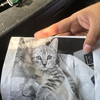 Lost Pet Image