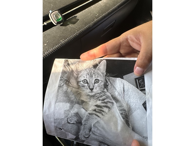 Pet Photo