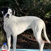 Lost Pet Image