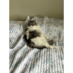 MOCHI