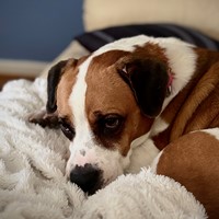 Lost Pet Image
