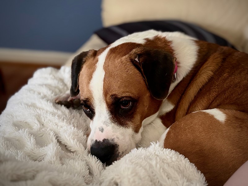 Pet Photo