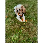 Bentley McGruder
