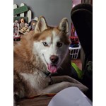 Sammy