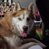 Lost Pet Image