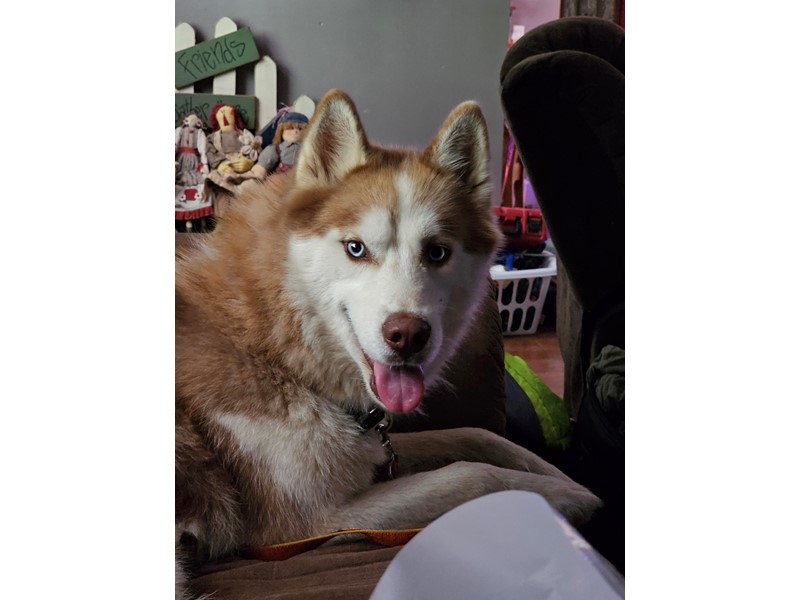 Pet Photo