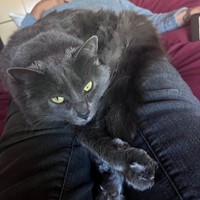 Lost Pet Image