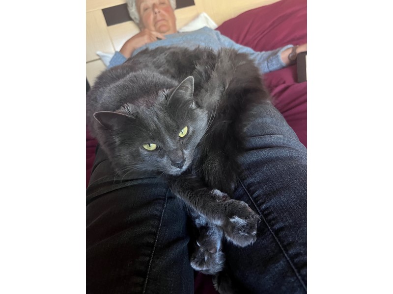 Pet Photo