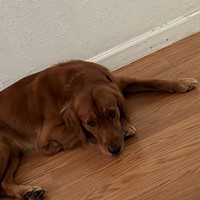 Lost Pet Image