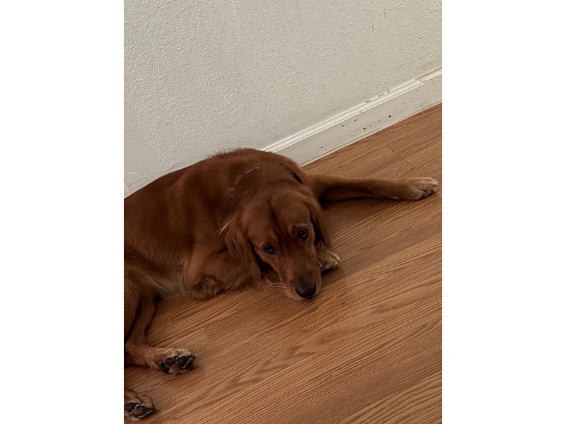 Pet Photo