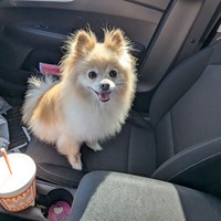 Lost Pet Image