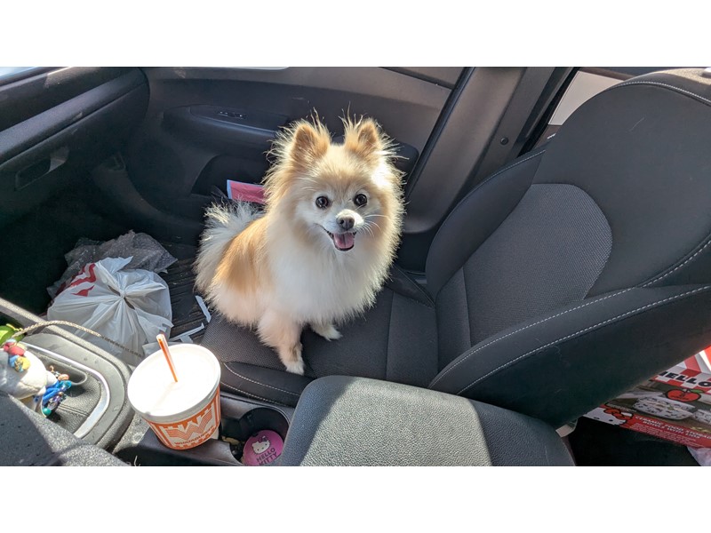 Pet Photo