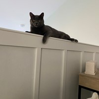 Lost Pet Image