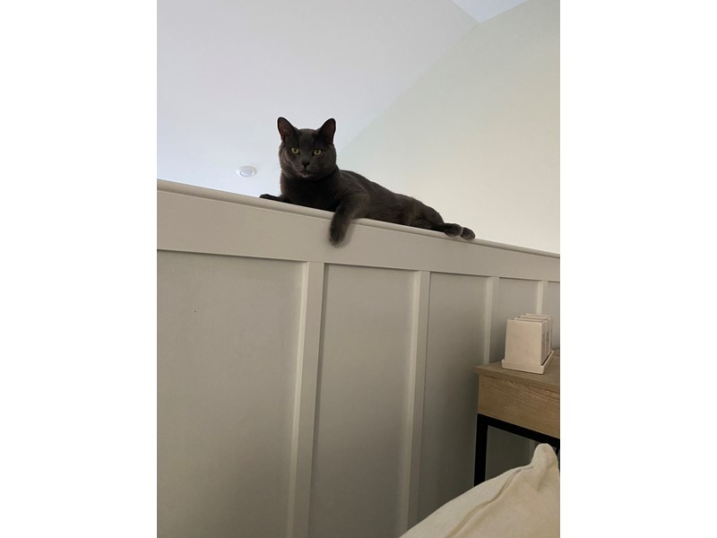 Pet Photo