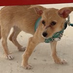 Nugget, Chihuahua/Terrier, lost pet near Odessa, TX