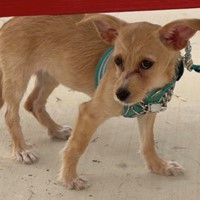 Lost Pet Image