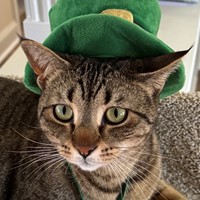 Lost Pet Image
