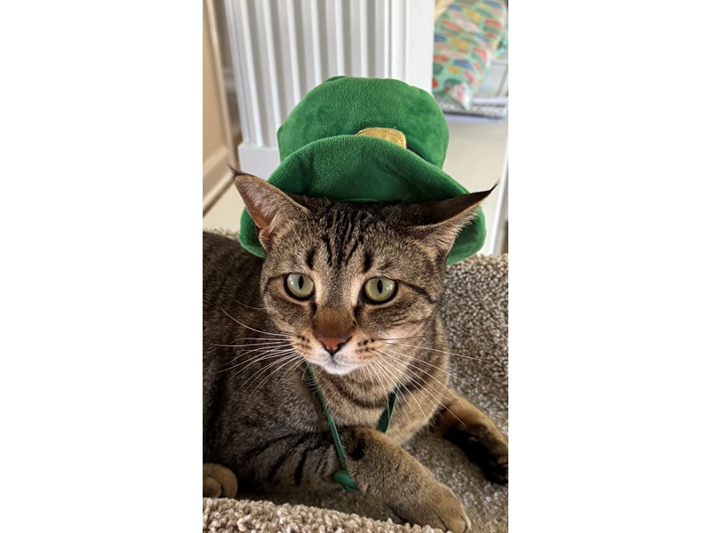 Pet Photo