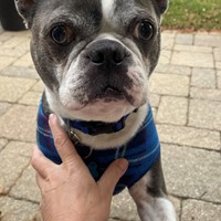 Lost Pet Image