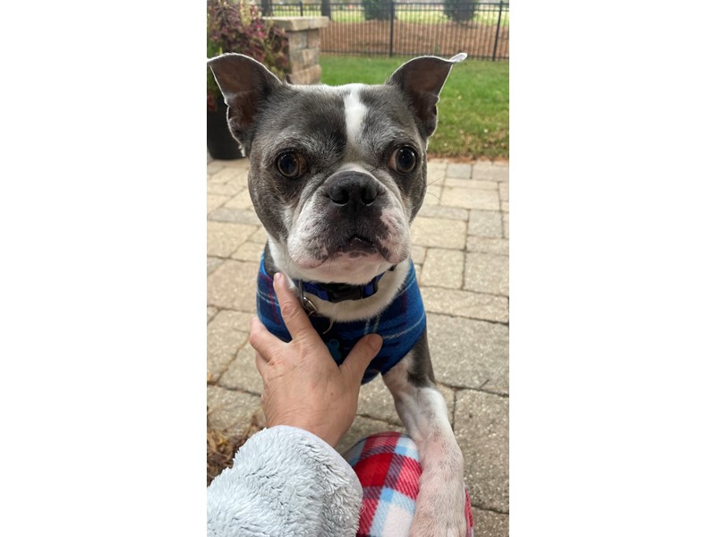 Pet Photo