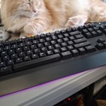 O'Malley, Domestic Long Hair, lost pet near University City, MO