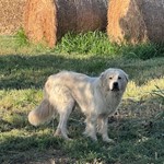 Great Pyrenees, found pet near Ponca City, OK