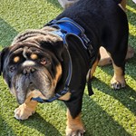 Remington, English Bulldog, lost pet near Alcoa, TN