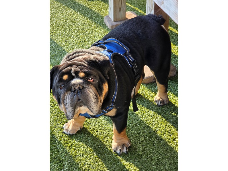 Pet Photo