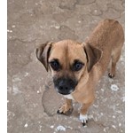 Pancho