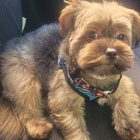 Lost Pet Image