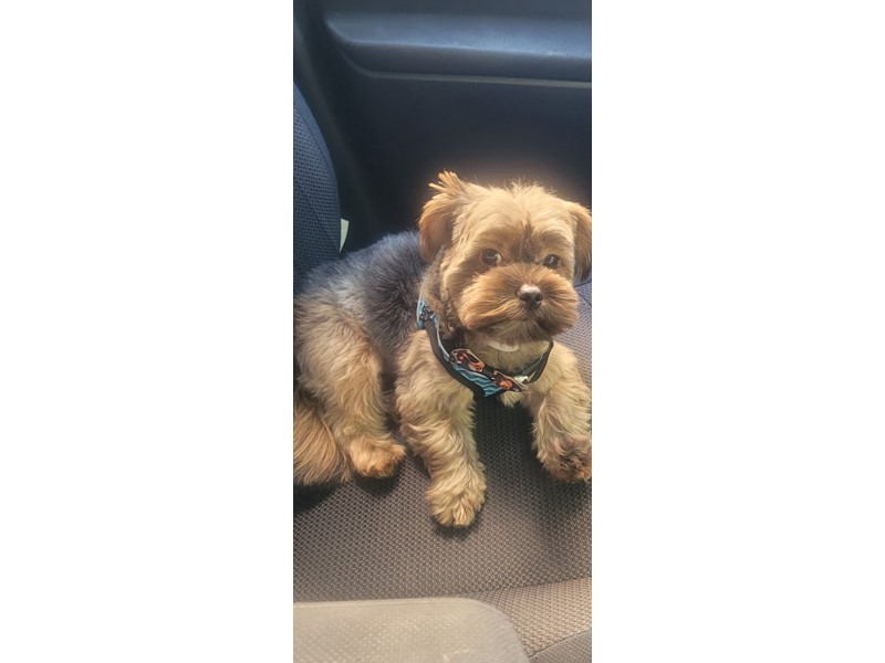 Pet Photo