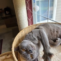 Lost Pet Image
