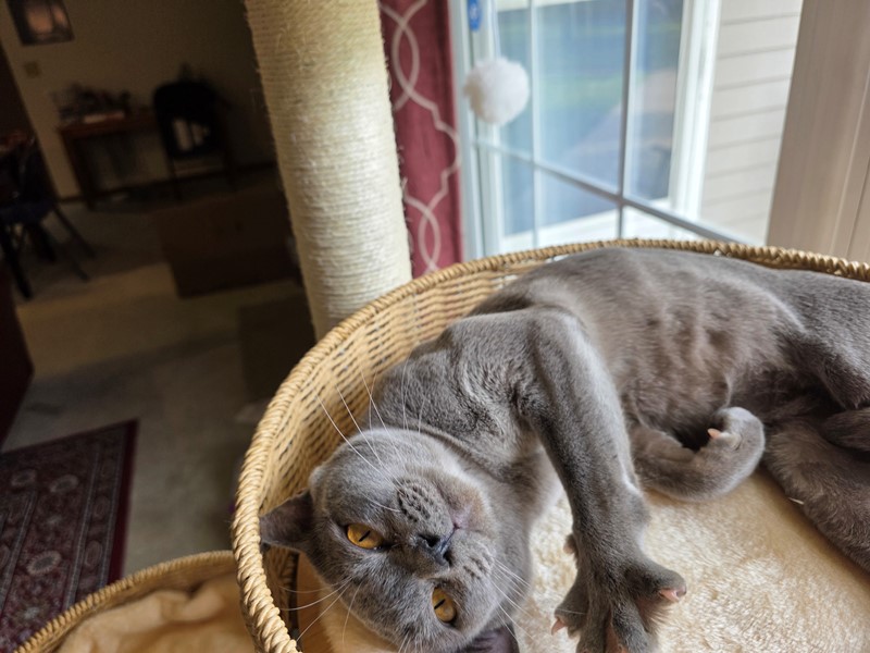 Pet Photo