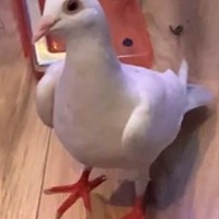 Lost Pet Image