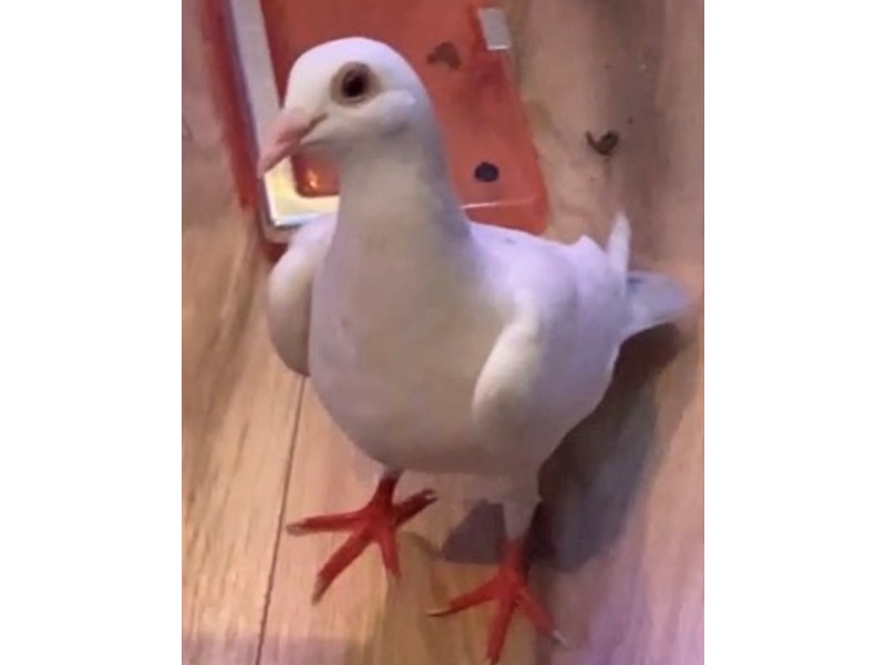 Pet Photo