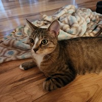 Lost Pet Image